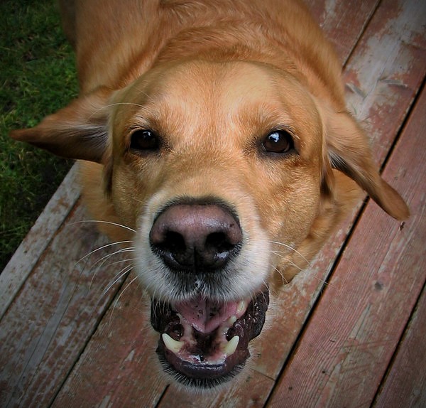 Can Greensboro Criminal Defense Attorneys Explain Dog Bite Laws?