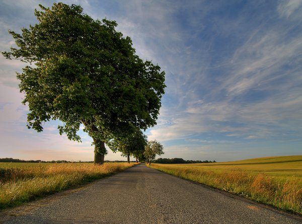 Tree in the Road