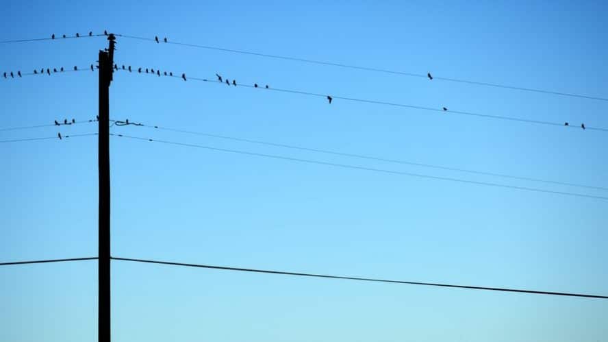 birds sitting on wire