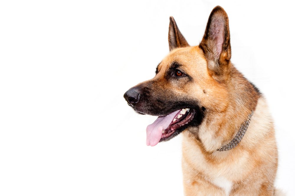 Common Myths About Dog Bites German shepard dog portrait on white background