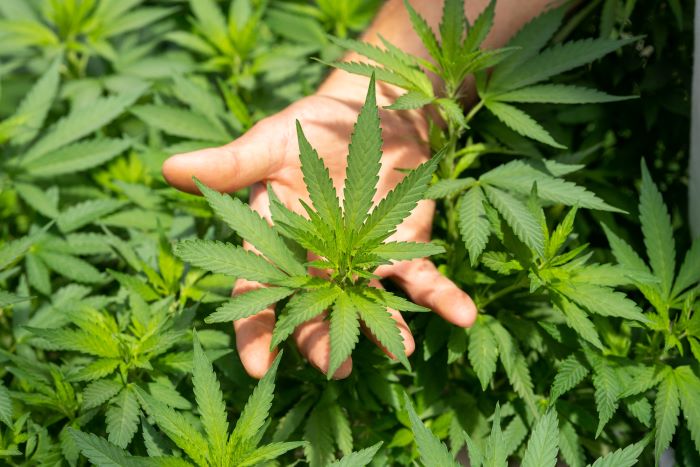 Legalizing marijuana for medical use.
